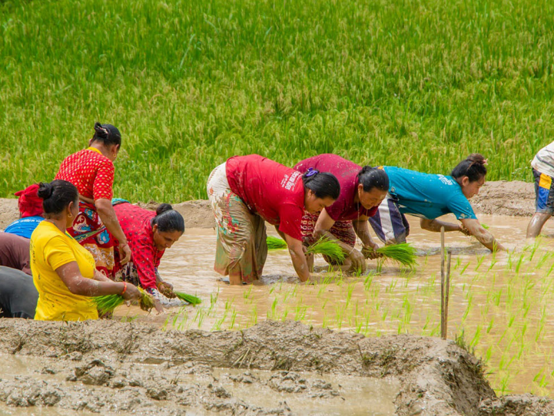 वर्षासँगै किसानलाई रोपाइँ गर्न भ्याइनभ्याई